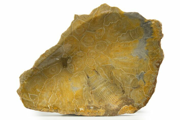 Polished Fossil Coral (Actinocyathus) Dish - Morocco #323041